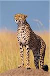 Cheetah (Acinonyx jubatus) adult searching for prey from atop termite mound, Maasai Mara National Reserve, Kenya, Africa.