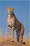 Cheetah (Acinonyx jubatus) adult searching for prey from atop termite mound, Maasai Mara National Reserve, Kenya, Africa.