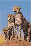 Cheetah (Acinonyx jubatus) with two half grown cubs searching for prey from atop termite mound, Maasai Mara National Reserve, Kenya, Africa.