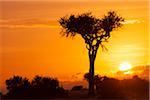 View of acacia tree silhouetted against beautiful sunrise sky, Maasai Mara National Reserve, Kenya, Africa.