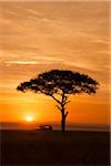 View of acacia tree and safari jeep silhouetted against beautiful sunrise sky, Maasai Mara National Reserve, Kenya, Africa.