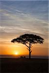View of acacia tree and safari jeep silhouetted against beautiful sunrise sky, Maasai Mara National Reserve, Kenya, Africa.