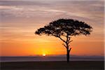 View of acacia tree silhouetted against beautiful sunrise sky, Maasai Mara National Reserve, Kenya, Africa.