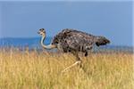 Side view of female masai ostrich (Struthio camelus massaicus) in the grasslands of the Masai Mara National Reserve, Kenya, East Africa.