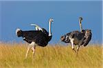 A pair of Masai ostriches (Struthio camelus massaicus) in the grasslands of the Masai Mara National Reserve, Kenya, East Africa.