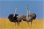 A pair of Masai ostriches (Struthio camelus massaicus) in the grasslands of the Masai Mara National Reserve, Kenya, East Africa.