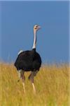 Rear view of male masai ostrich (Struthio camelus massaicus) in the grasslands of the Masai Mara National Reserve, Kenya, East Africa.