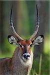 Defassa waterbuck (Kobus defassa), Maasai Mara National Reserve, Kenya, Africa.