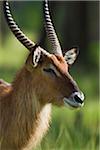 Defassa waterbuck (Kobus defassa), Maasai Mara National Reserve, Kenya, Africa.