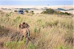 African Lion (Panthera leo) and safari jeep in the Maasai Mara National Reserve, Kenya, Africa.