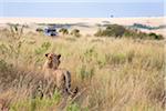 African Lion (Panthera leo) and safari jeep in the Maasai Mara National Reserve, Kenya, Africa.