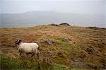 Sheep walking through foggy meadow