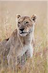 Lioness (Panthera leo) in the Rain, Maasai Mara National Reserve, Kenya, Africa