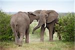 African Bush Elephant (Loxodonta africana) Bulls Fighting, Maasai Mara National Reserve, Kenya, Africa