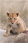 Lion cub (Panthera leo) sitting on an eland kill, Maasai Mara National Reserve, Kenya, Africa.