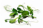 Leaves and tendrils of nasturtium