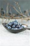 Sloes on a spoon