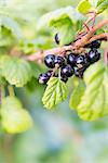 Blackcurrants on the bush