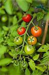 Cherry tomatoes on the plant