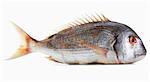 A pink gilt-head bream against a white background