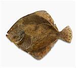 A fresh turbot against a white background