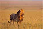 Big male lion (Panthera leo) in early morning light, Maasai Mara National Reserve, Kenya