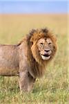 Portrait of a big male lion (Panthera leo), Maasai Mara National Reserve, Kenya