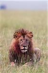 Male lion (Panthera leo) with blood on his head and mane after feeding, Maasai Mara National Reserve, Kenya