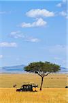 Acacia tree and safari jeep in the Maasai Mara National Reserve, Kenya