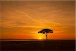 View of acacia tree silhouetted against beautiful sunrise sky, Maasai Mara National Reserve, Kenya, Africa.