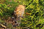 Eurasian lynx (Lynx lynx carpathicus) in the forest, Bavaria, Germany