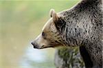 Close-Up profile of Eurasian brown bear (Ursus arctos arctos) in the Bavarian Forest, Bavaria, Germany