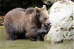 Young urasian Brown Bear (Ursus arctos arctos) near Rock in Water, Bavarian Forest, Bavaria, Germany