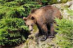 Eurasian brown bear (Ursus arctos arctos) youngster standing on rock in the Bavarian Forest, Bavaria, Germany