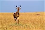 Coke's Hartebeest (Alcelaphus buselaphus cokii), Maasai Mara National Reserve, Kenya, Africa