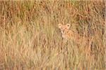 Lion (Panthera leo) Cub Hidden in Tall Grass, Maasai Mara National Reserve, Kenya, Africa