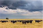 Cape Buffalo (Syncerus caffer) Herd in Savanna, Maasai Mara National Reserve, Kenya, Africa