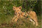 Lion (Panthera leo) Cub, Maasai Mara National Reserve, Kenya, Africa