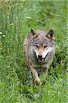 European Wolf (Canis lupus lupus) in Game Reserve, Germany