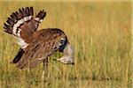 Male Kori Bustard (Ardeotis kori) Displaying Tail Feathers, Maasai Mara National Reserve, Kenya, Africa.