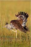 Male Kori Bustard (Ardeotis kori) Displaying Plumage, Maasai Mara National Reserve, Kenya, Africa.