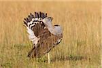 Male Kori Bustard (Ardeotis kori) Displaying Tail Feather Plumage, Maasai Mara National Reserve, Kenya, Africa.