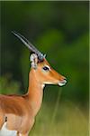 Close-up portrait of a young male impala antelope (Aepyceros melampus), Maasai Mara National Reserve, Kenya, Africa.