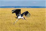 Marabou stork (Leptoptilos crumeniferus) in flight, Maasai Mara National Reserve, Kenya, Africa.