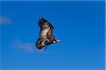 Hooded Vulture (Necrosyrtes monachus) in flight, Maasai Mara National Reserve, Kenya, Africa.