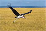 Marabou stork (Leptoptilos crumeniferus) in flight on the savanna, Maasai Mara National Reserve, Kenya, Africa.