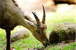 Female alpine ibex (Capra ibex) eating grass near rock on grassland, Bavaria, Germany