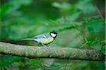 Great Tit (Parus major) sitting on a tree branch, Bavaria, Germany