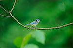 Blue Tit (Cyanistes caeruleus) sitting on a branch, Bavaria, Germany