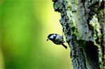 Coal Tit (Periparus ater) sitting on an old bark, Bavaria, Germany